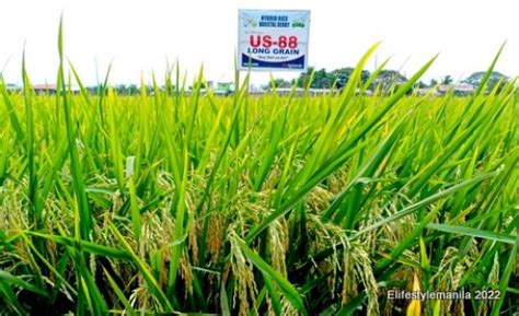 Seedworks PH’S US 88 dominates rice competitio­ns in major rice .